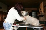 SKYE TERRIER - BROSSAGE 082